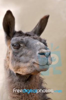 Llama. Andes Of Central Ecuador Stock Photo