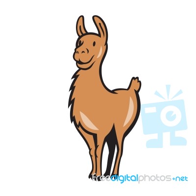 Llama Cartoon Stock Image