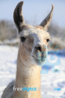 Llama Head Stock Photo