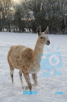 Llama In The Snow Stock Photo