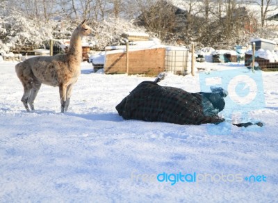 Llama Watching A Horse Roll Stock Photo