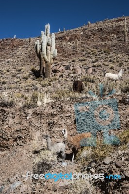 Llamas Grazing Near The Road, Colorful Valley Of Quebrada De Hum… Stock Photo