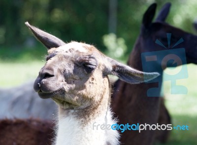 Llama's Portrait Stock Photo