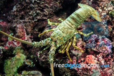 Lobster On The Rock Stock Photo