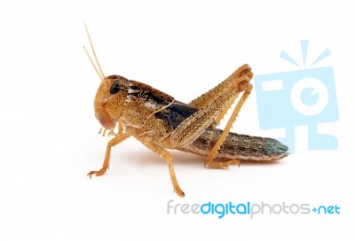 Locust Stock Photo