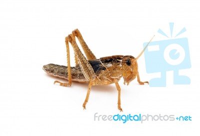 Locust Stock Photo