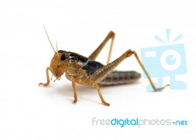 Locust Stock Photo