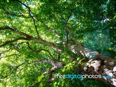 London Plane Tree In Bath Stock Photo