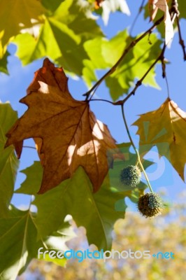 London Plane Tree Leaves In East Grinstead Stock Photo