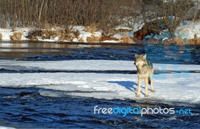 Lone Gray Wolf Stock Photo