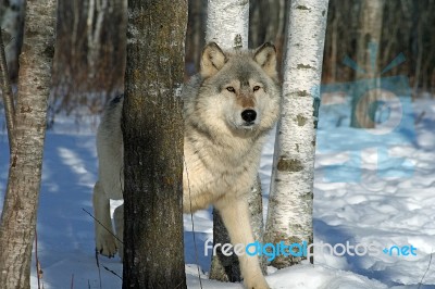 Lone Gray Wolf Stock Photo