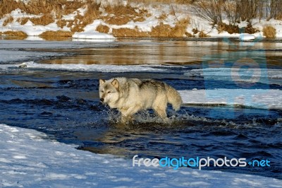 Lone Gray Wolf Stock Photo