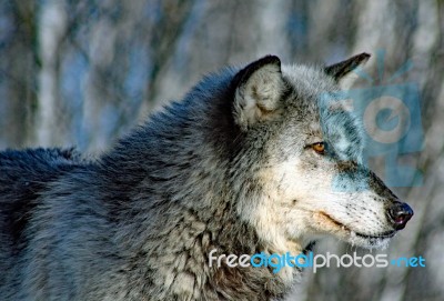 Lone Gray Wolf Stock Photo