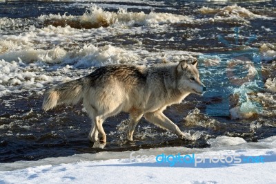 Lone Gray Wolf Stock Photo