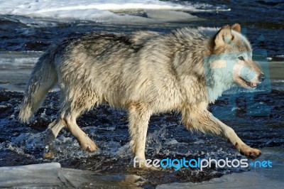 Lone Gray Wolf Stock Photo