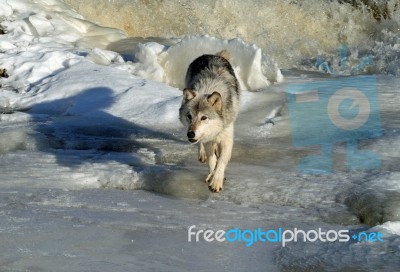 Lone Gray Wolf Stock Photo