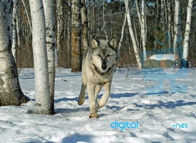 Lone Gray Wolf Stock Photo