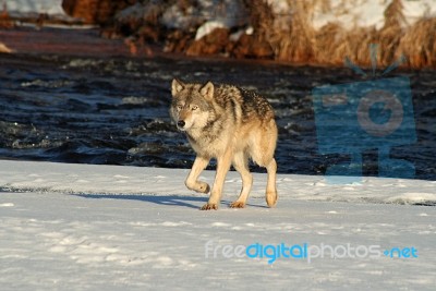 Lone Gray Wolf Stock Photo