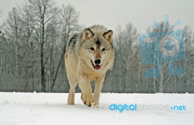 Lone Gray Wolf Stock Photo