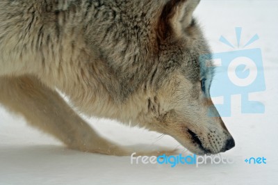 Lone Gray Wolf Stock Photo