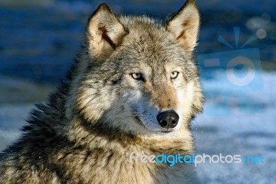 Lone Gray Wolf Stock Photo