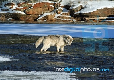 Lone Gray Wolf Stock Photo