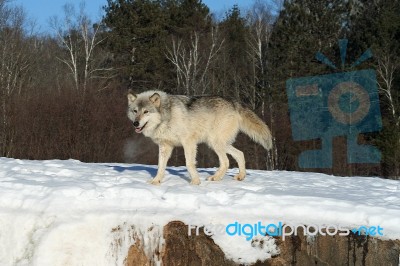 Lone Gray Wolf Stock Photo