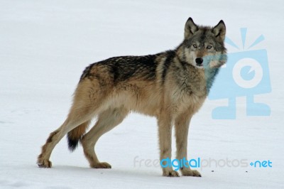 Lone Gray Wolf Stock Photo