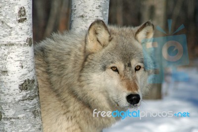 Lone Gray Wolf Stock Photo