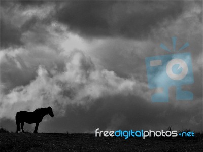 Lone Horse Silhouetted On A Hill In Black And White Stock Photo