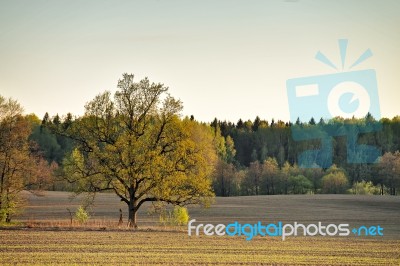 Lone Oak In A Green Spring Fields Stock Photo