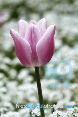 Lone Pink Tulip Stock Photo