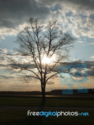 Lone Tree Stock Photo