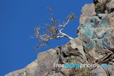 Lone Tree Stock Photo