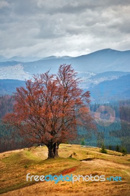 Lone Tree In Autumn Mountains. Cloudy Fall Scene Stock Photo