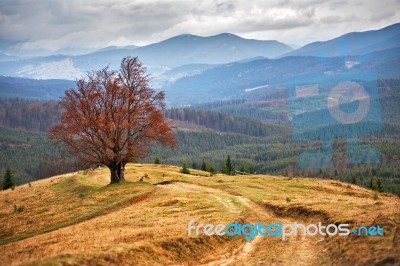 Lone Tree In Autumn Mountains. Cloudy Fall Scene Stock Photo