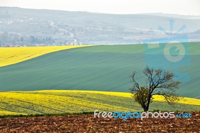 Lone Tree In Hills. Green And Yellow Spring Fields Of Czech Mora… Stock Photo