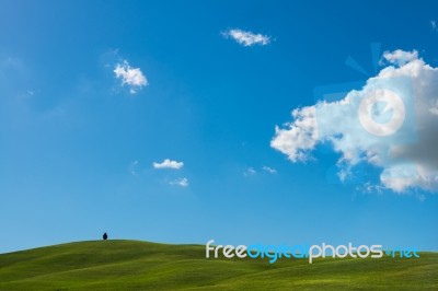 Lone Tree In Val D'orcia Tuscany Stock Photo