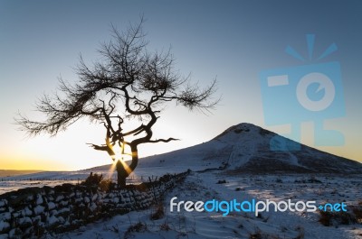 Lone Tree In Winter Stock Photo