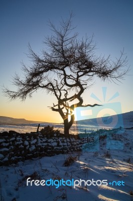 Lone Tree  In Winter Stock Photo