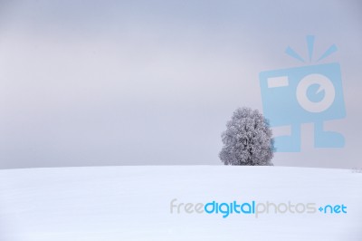 Lone Tree In Winter Field Stock Photo