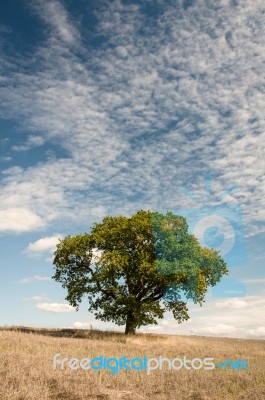 Lone Tree - Oak Tree - Tree In Field - North Yorkshire Stock Photo