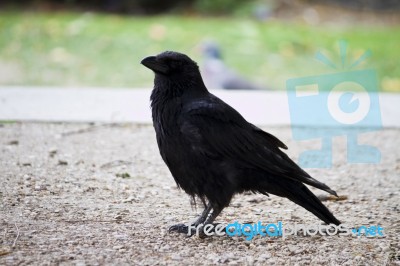 Lonely Crow Bird Stock Photo