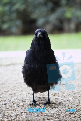 Lonely Crow Bird Stock Photo