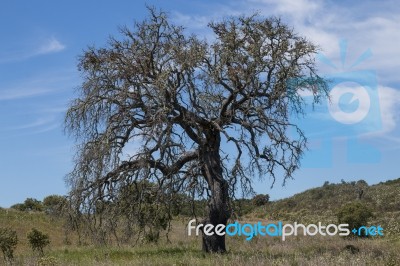 Lonely Dead Tree Stock Photo