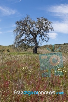 Lonely Dead Tree Stock Photo