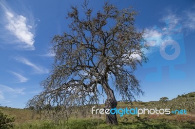 Lonely Dead Tree Stock Photo