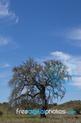 Lonely Dead Tree Stock Photo