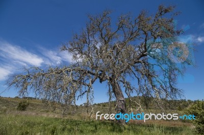 Lonely Dead Tree Stock Photo