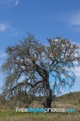 Lonely Dead Tree Stock Photo